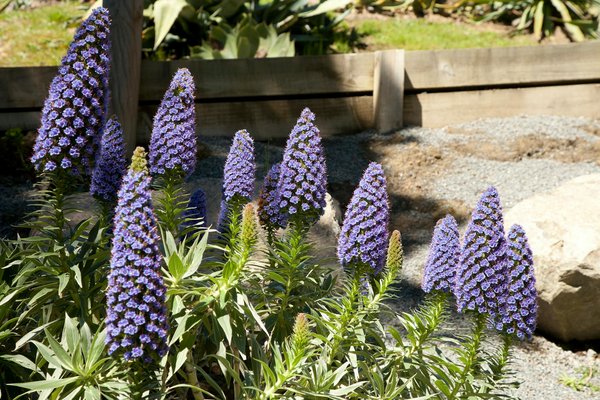 Comprendre les cycles de feuillage de l'olivier : enjeux et solutions