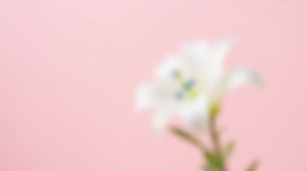 Offrez un muguet inédit pour le 1er mai avec livraison express